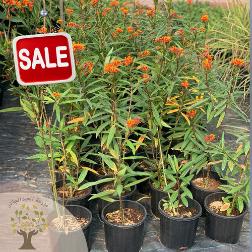 Nerium oleander