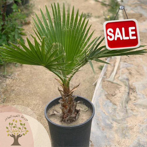 Washingtonia palm