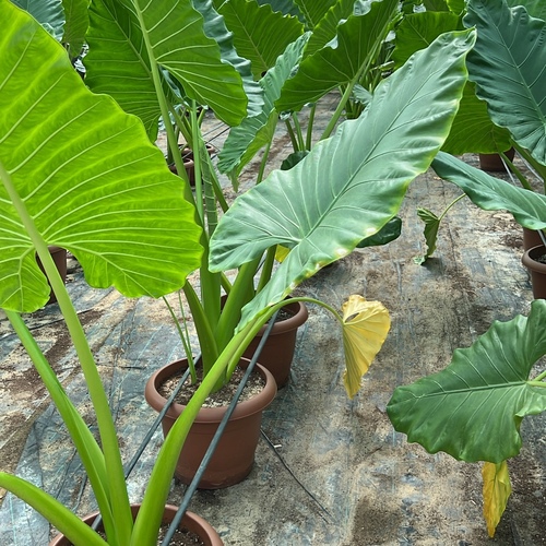 AlAbdul AlJader Farm  - Alocasia - Alocasia is an indoor plant with arrow-shaped green leaves and light-colored veins. It can be placed in homes or different work environments.