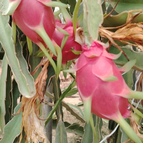 Dragon fruit