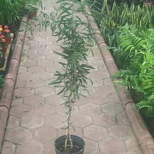 بتل بروش ( فرشه الزجاج )