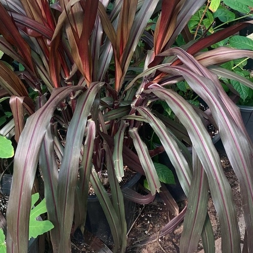 Cenchrus americanus