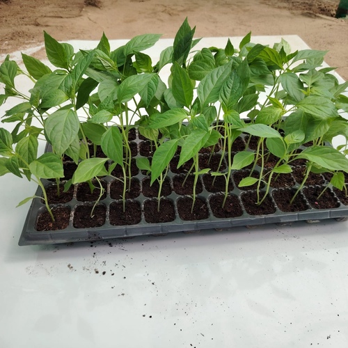 Hot Pepper