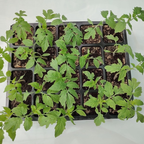 Tomatoes