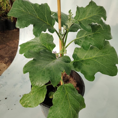 Eggplant