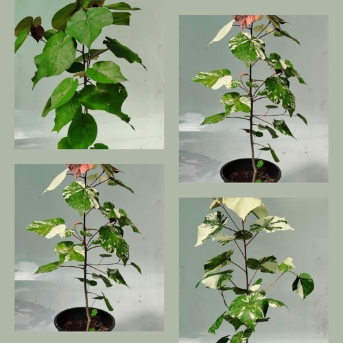 Hibiscus tiliaceus