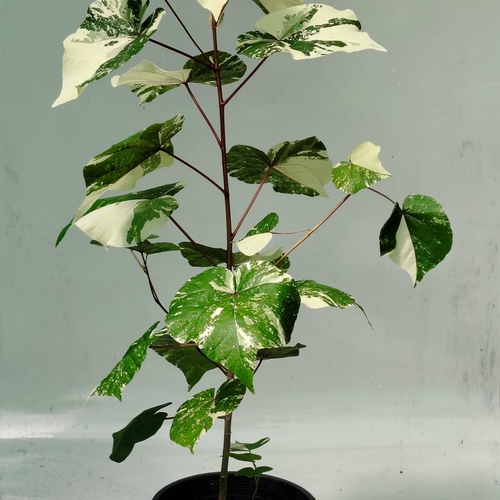 Hibiscus tiliaceus