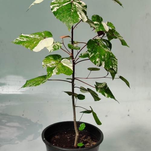 Hibiscus tiliaceus