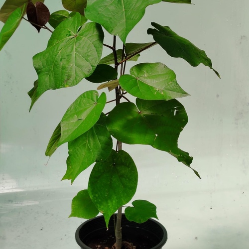 Hibiscus tiliaceus