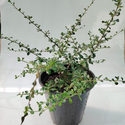 كارمونا ( ألماظيه ) صغيره