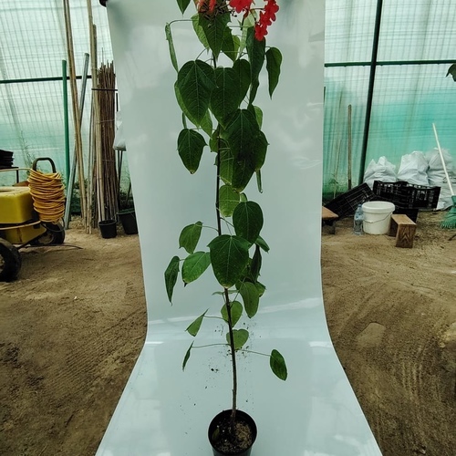 Jatropha