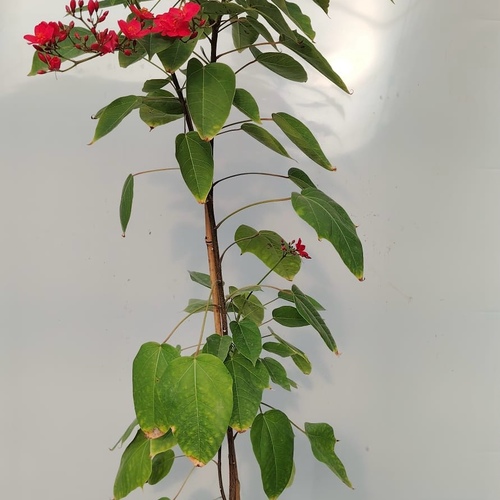 Jatropha