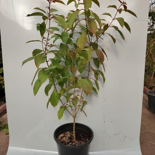 Hamelia