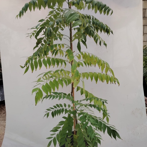 Curry leaf plant