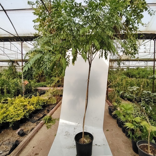 Curry leaf plant