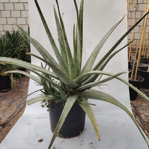 Aloe Vera