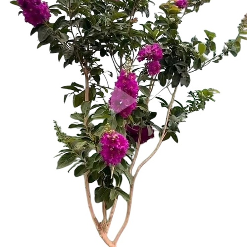 Lagerstroemia indica