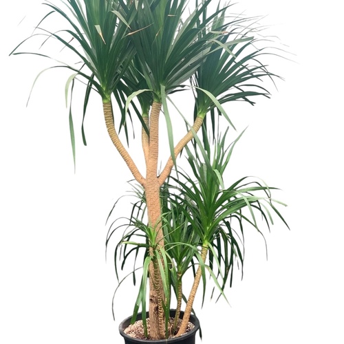 دراسينا دراكو ( طول مترين )