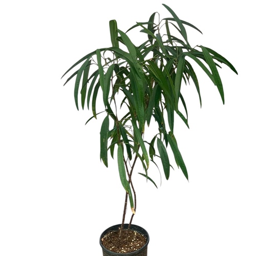 ficus