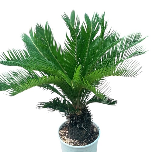 Cycus palm