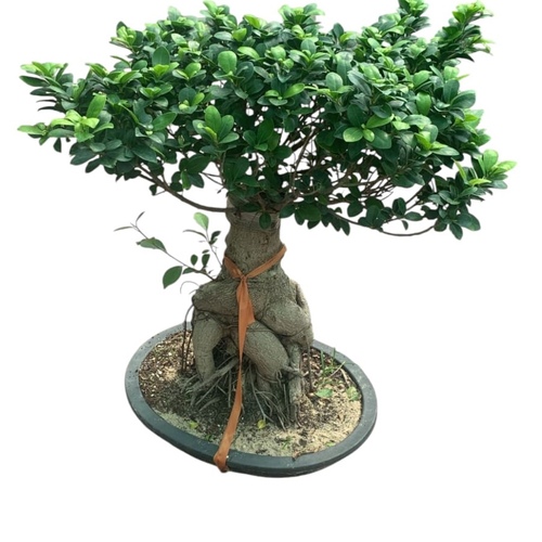 Bonsai plant 8000 gram) - Bonsai is a beautiful, elegant-looking plant that loves light and can be placed in entrances or living rooms, as it gives the place a beautiful appearance with its distinctive shape. How to avoid bonsai leaves falling: Place the plant in a well-lit area. Provide the moisture it needs, such as spraying it with water mist from time to time Side of the plant exposed to air currents. Irrigation is regular and the plant is not exposed to severe drought or excessive irrigation Put it in a cool area