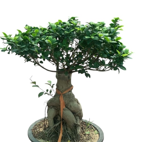 Bonsai plant 8000 gram)