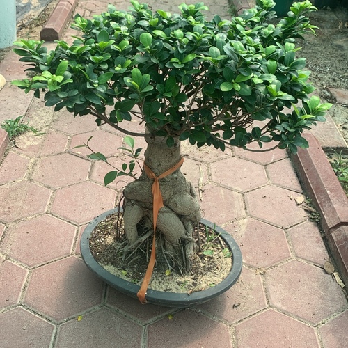 Bonsai plant 8000 gram)
