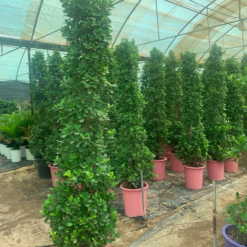 Ficus panada