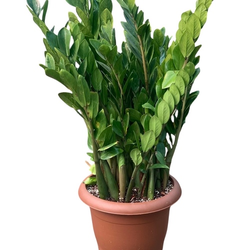 Zamioculcas