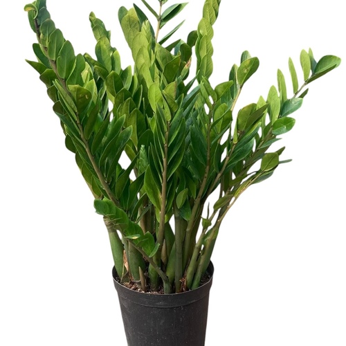 zamioculcas