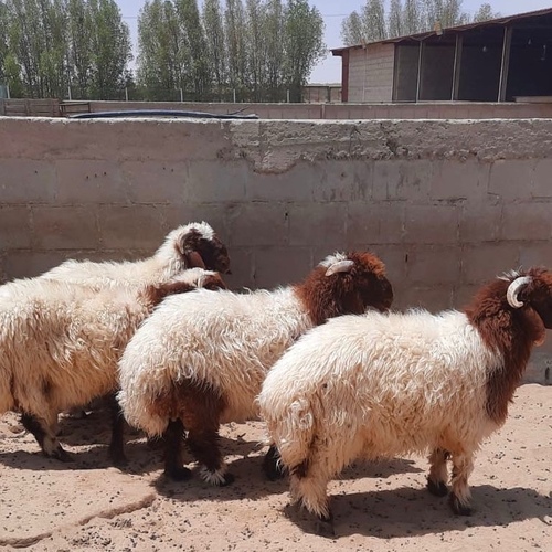 sheep