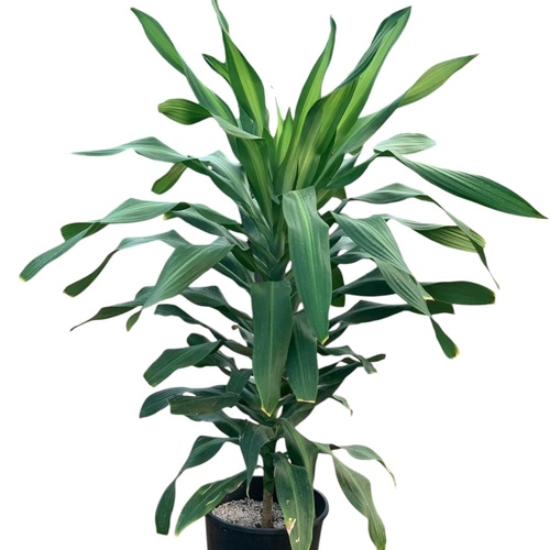 Dracena