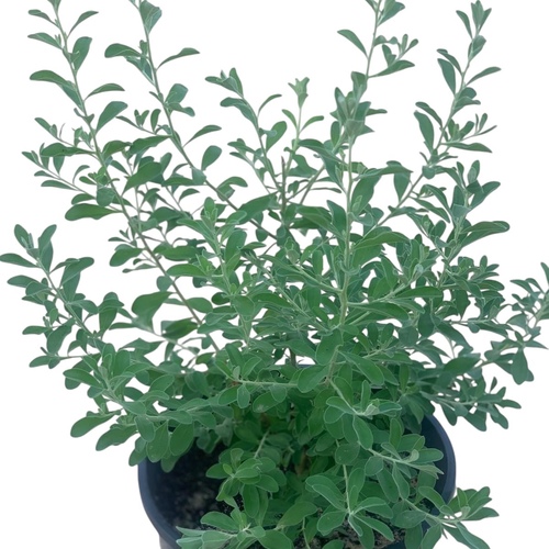 Leucophyllum