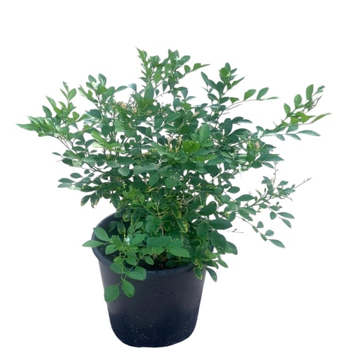 Murraya