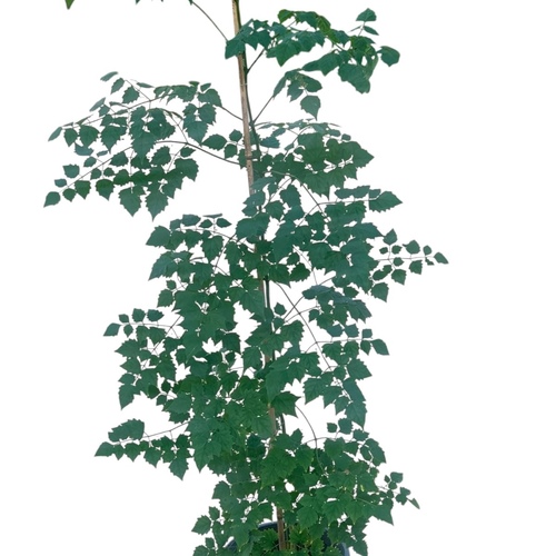 Millingtonia