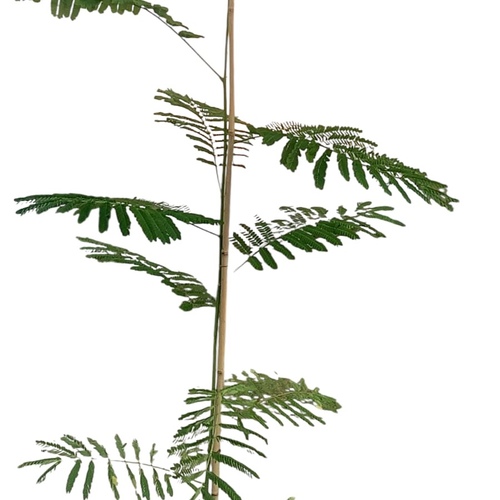 Poinciana