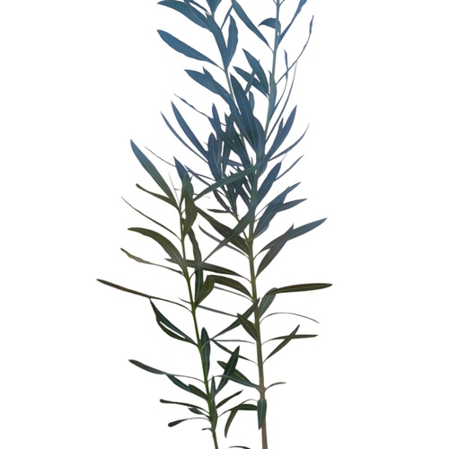 Nerium oleander