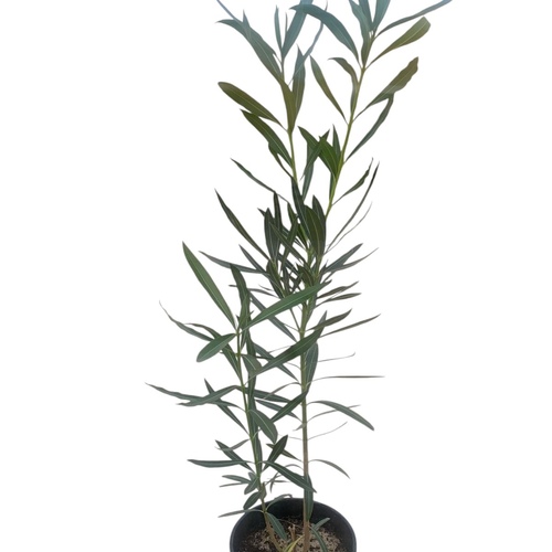 Nerium oleander