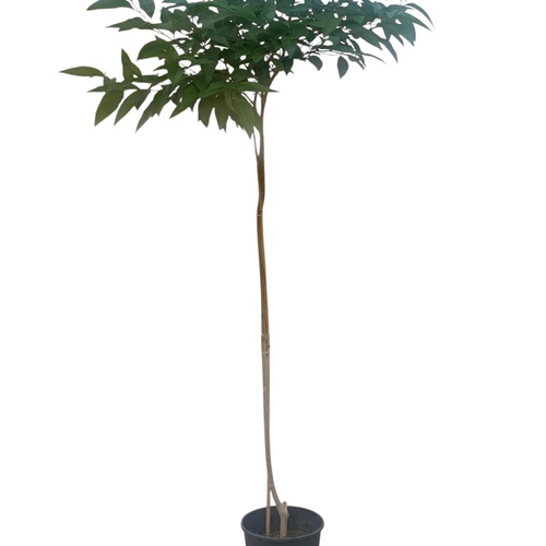 Cestrum nocturium