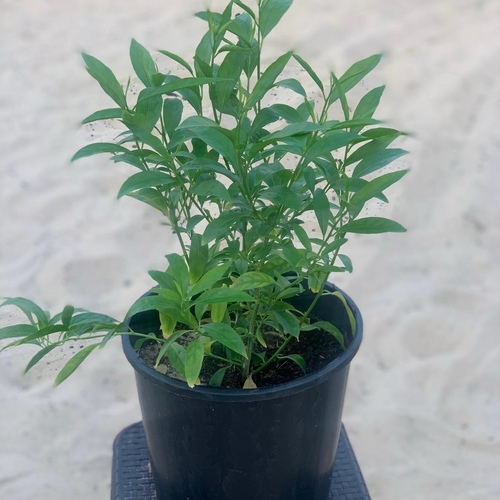 Cestrum parqui