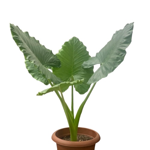 الوكاسيا وسط - الوكاسيا ( Alocasia ) نبتة داخلية ذات أوراق خضراء سهمية الشكل وعروق فاتحة اللون، يمكن وضعها في المنازل أو بيئات العمل المختلفة