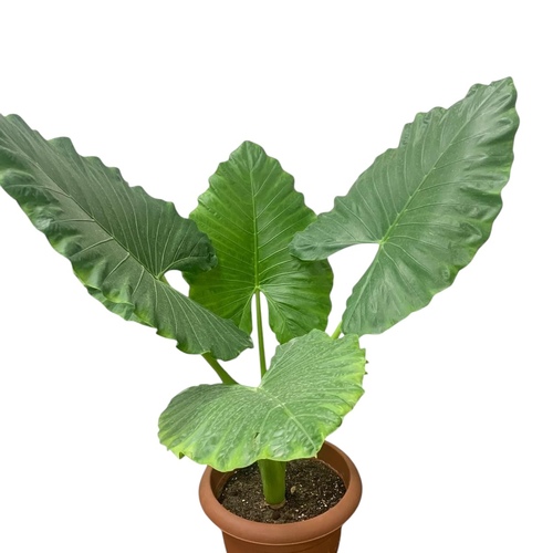 Alocasia