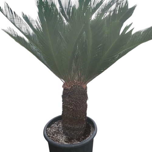 نخيل سيكس ( برأسين )