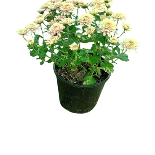 الكريزانثيمم حوض ١٤ سم