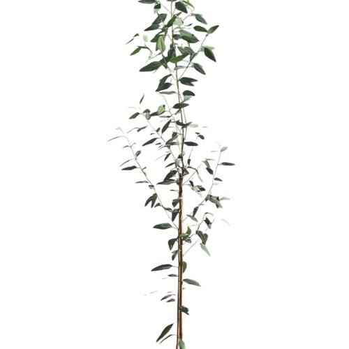 شجره الكينا ( كافور~ ارتفاع متر )