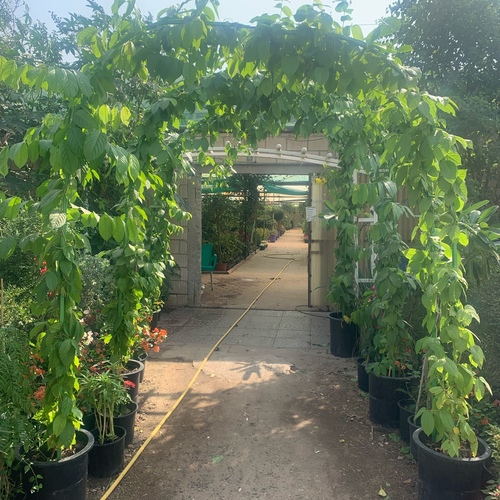 أقواس الياسمين الهندي