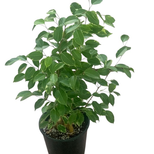 فيكس بنجامينا - الري  

لا
يتم ريها إلا بعد جفاف التربة جزئياً، ويفضل رش أوراقها باستمرار كونها محبة
للرطوبة.

الإضاءة

تحتاج ضوء ساطع مرشح مثل ضوء النافذة.

درجة الحرارة

تحتاج إلى جو معتدل ويناسبها درجة حرارة الغرفة الطبيعية وتتحمل الجو
الدافئ حتى 30 درجة مئوية.