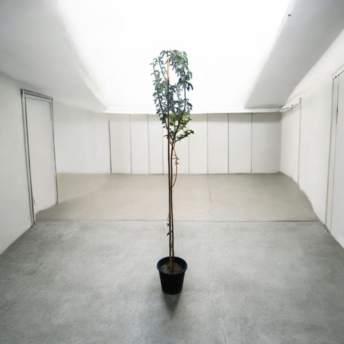 شجره الصفصاف