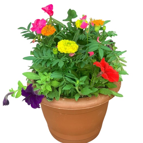 زهور مشكله حوض ديكور وسط