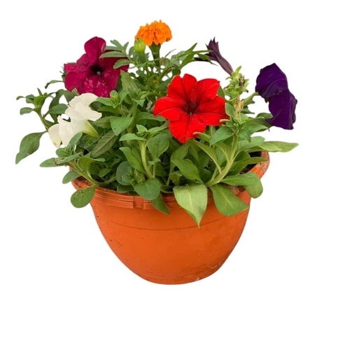 زهور مشكله حوض ديكور